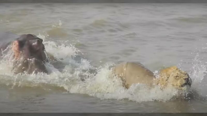 ‘Don’t Kill My Lion’: Territorial Hippo Chases Lion Across River