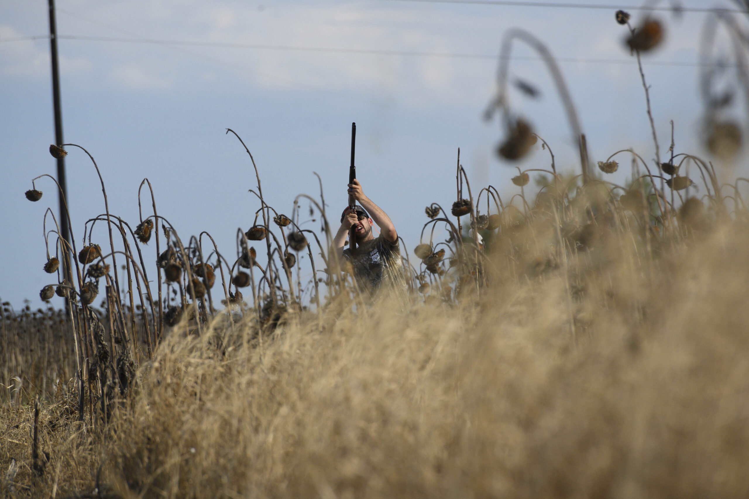 Concealment will help keep doves from flaring.