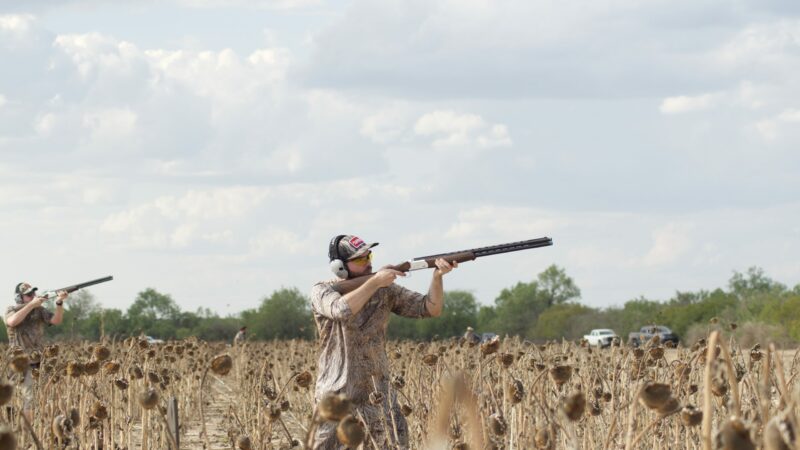 Dove Hunting Ultimate Guide: Tips and Tactics for Bagging More Birds