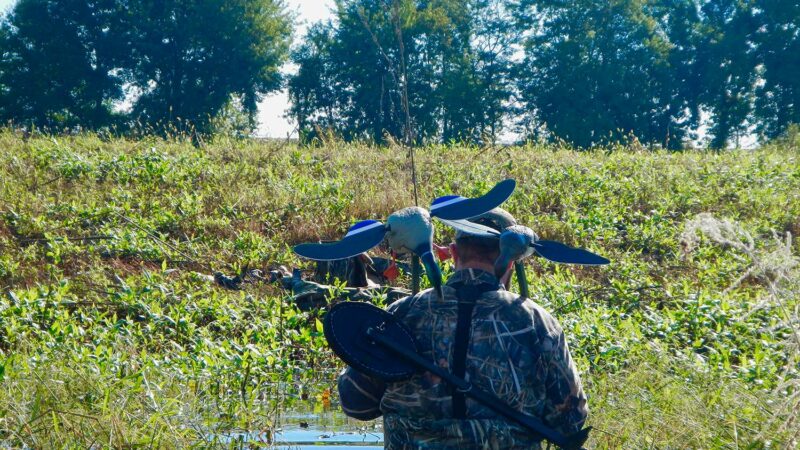 Early-Season Teal Hunting Tactics You’ve Never Tried (But Should)