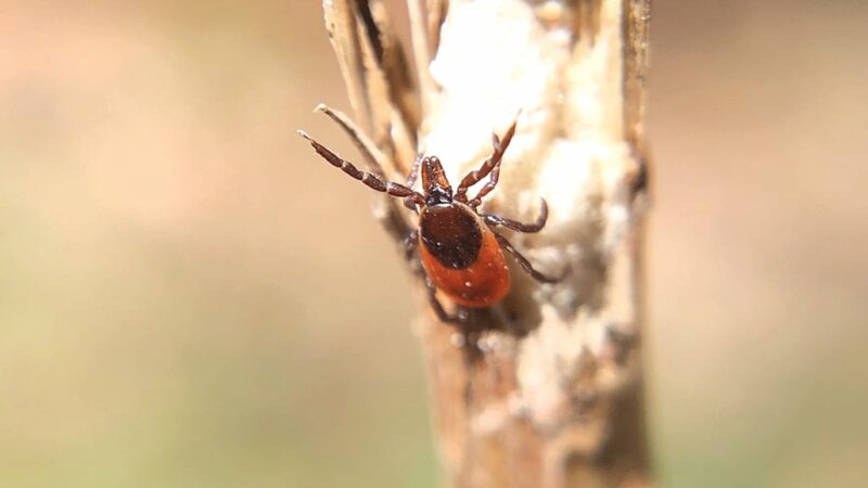 First human case of tick-borne Powassan virus detected in Pennsylvania’s Allegheny County – Outdoor News