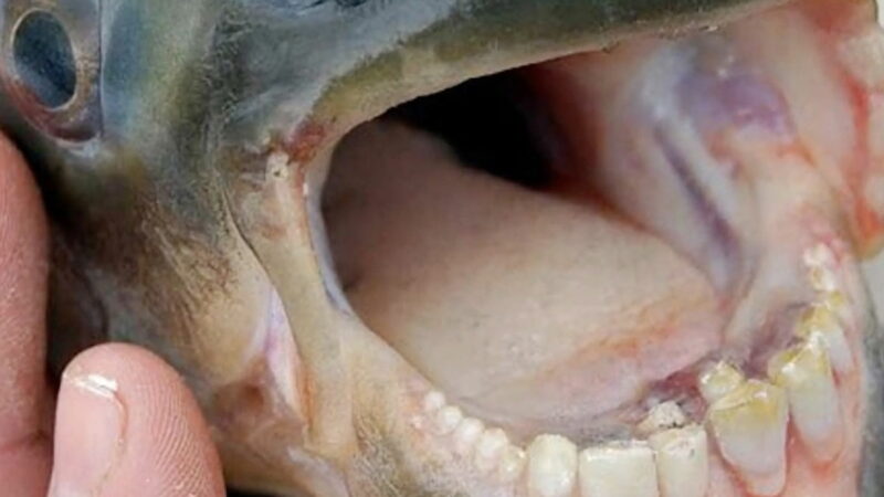 Fish With Human-Like Teeth Caught in Texas Lake