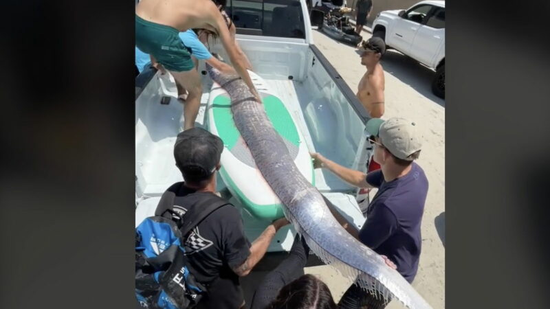 Gigantic ‘Doomsday Fish’ Surfaces Day Before Earthquake