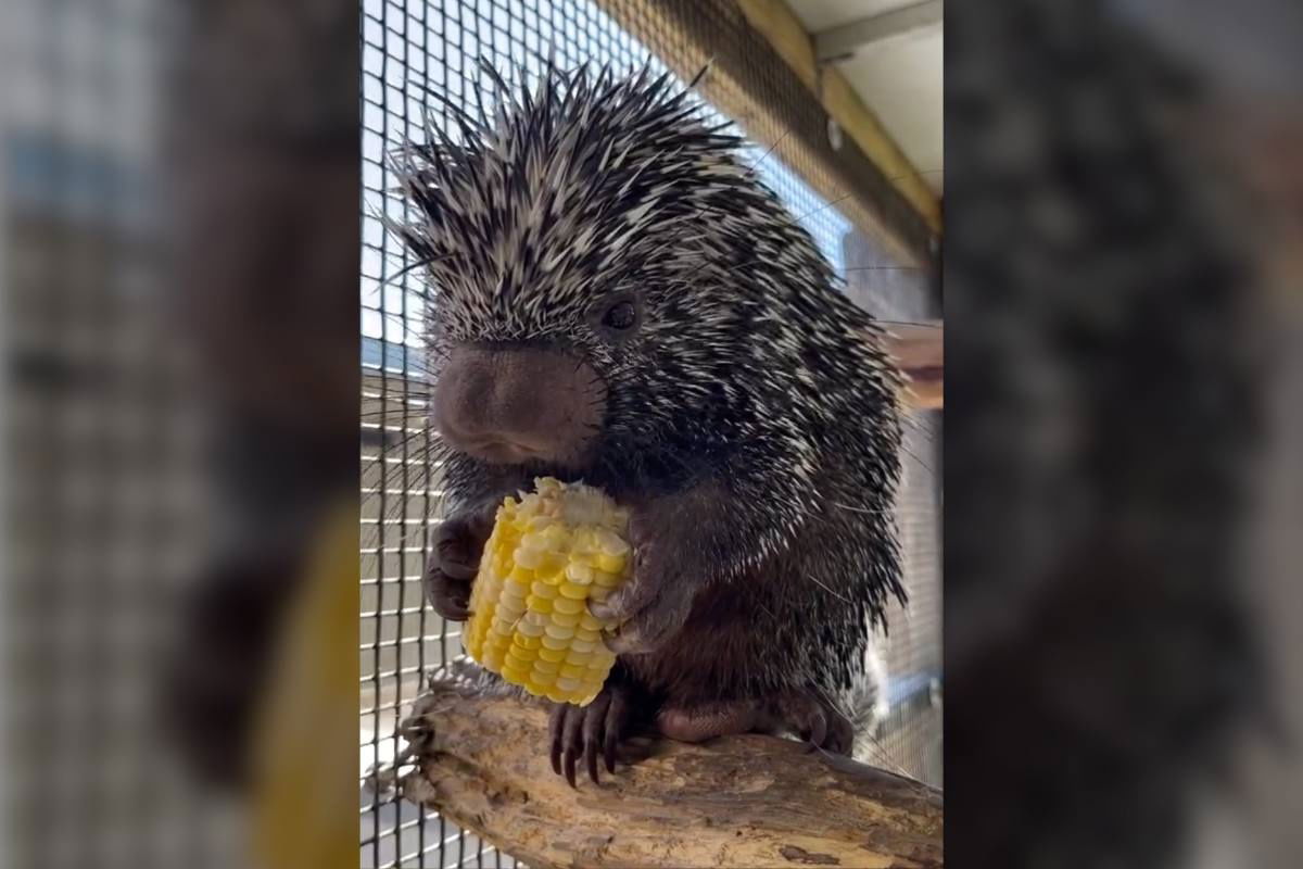 porcupine eating corn on the cob