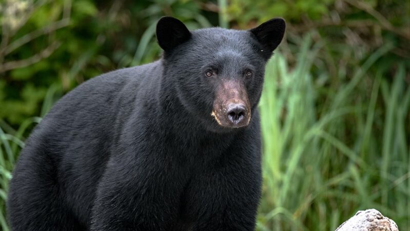 Healthy bear numbers in Michigan provide a favorable outlook for fall hunters – Outdoor News