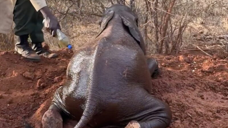 Here’s What Spa Days Look Like for Baby Orphaned Elephants in Kenya