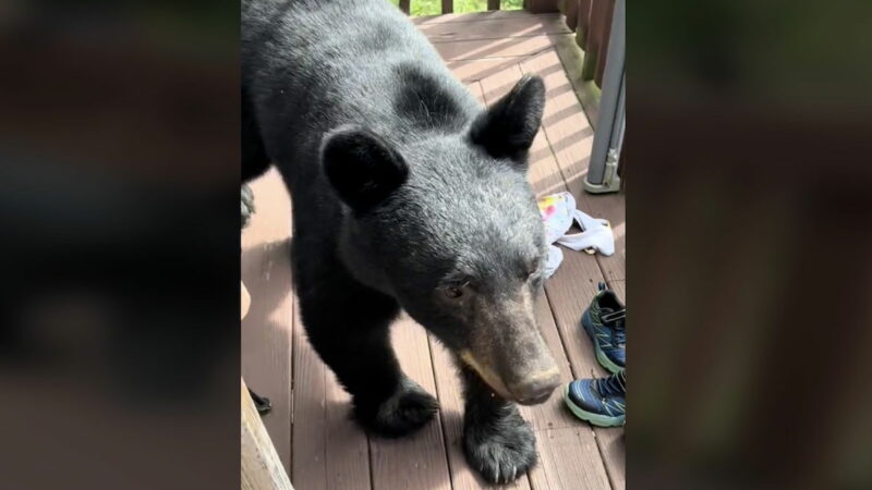 ‘Honey, You Gotta Go’: Friendly Black Bear Just Wants to Say Hi