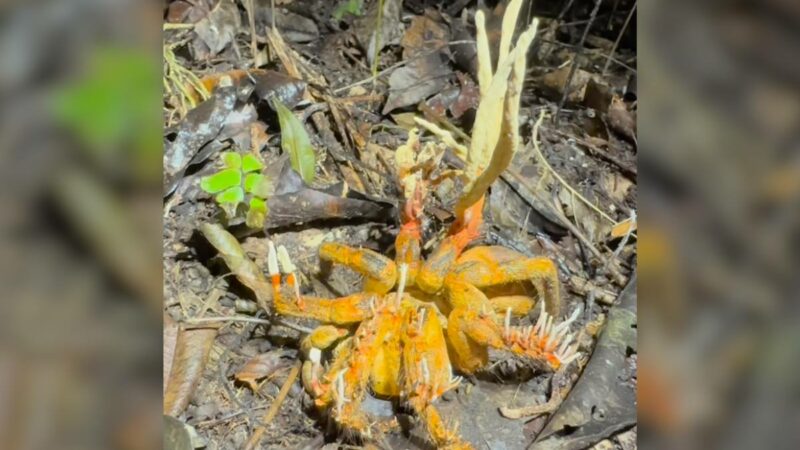 Horrific Zombie-Fungus-Infected Tarantula Is Nightmare Fuel