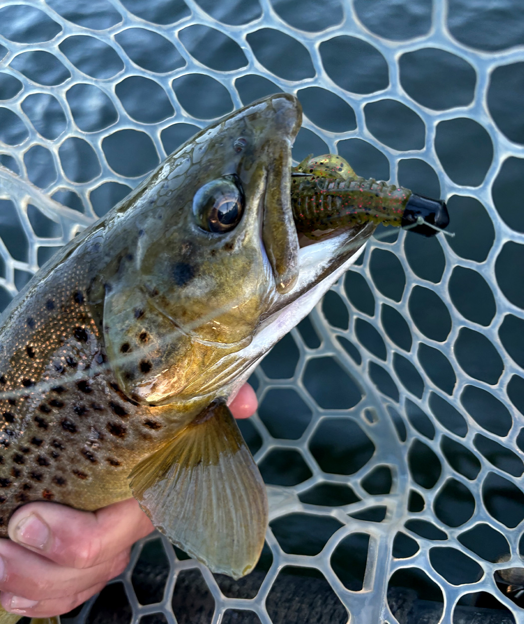 Brown trout that ate a soft plastic.