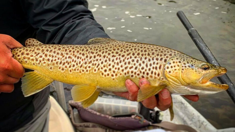 How to Catch Giant Trout on Bass Lures