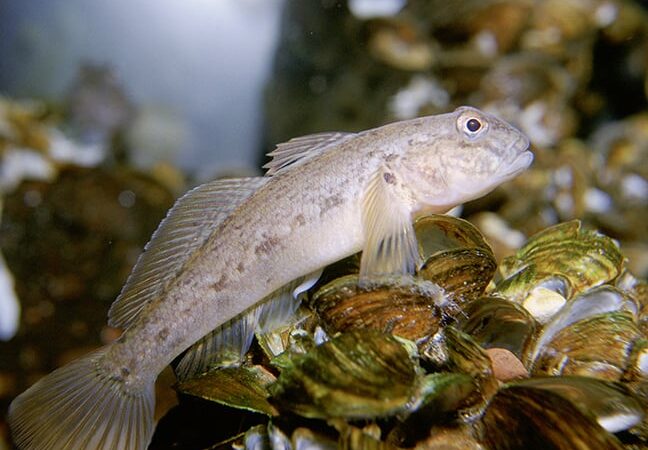 Hudson River plan scrutinized, with some wanting fish barrier in attempts to keep round goby from New York’s Lake Champlain – Outdoor News