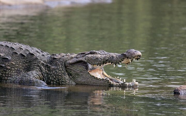 Human remains found inside a crocodile in Australia believed to be that of a 40-year-old tourist – Outdoor News