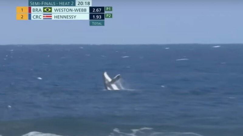 Humpback Whale Takes Gold at Olympic Surfing Competition