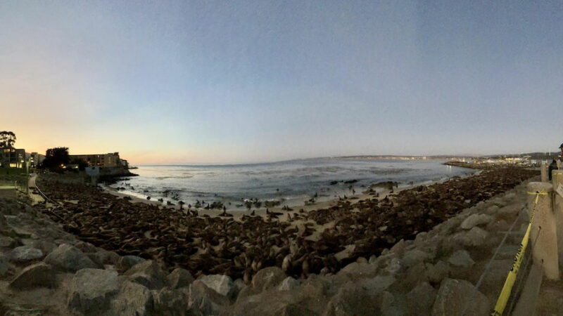 Hundreds of Animals Took Over a Beach in Monterey, California