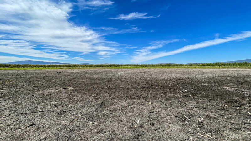 Hundreds of Ducks Dead Amid Reports of Avian Flu and Botulism at Two Critical California Refuges