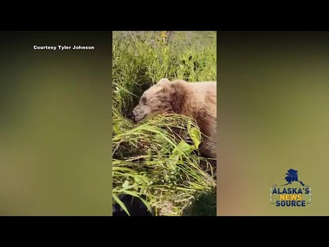 Hunter Survives Brown Bear Attack and a Gunshot Wound on Kenai Peninsula