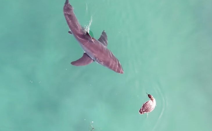 In a Showdown With Great White Sharks, This Bird Proves It’s a Boss