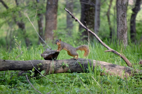 Iowa’s rabbit, squirrel season opens Aug. 31 – Outdoor News