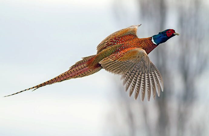 Iowa’s roadside pheasant count down from 2023, but good season still expected – Outdoor News