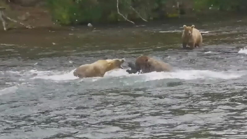 Livestream Viewers Horrified As Grizzly Bear Attacks Cub in Katmai