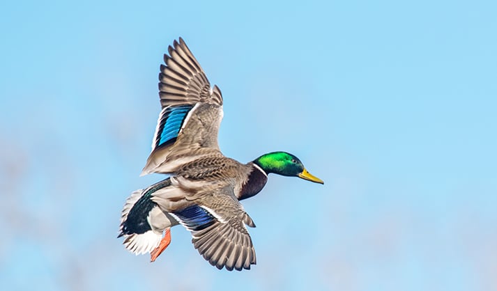 Local and national waterfowl numbers paint a positive outlook for Michigan hunters – Outdoor News