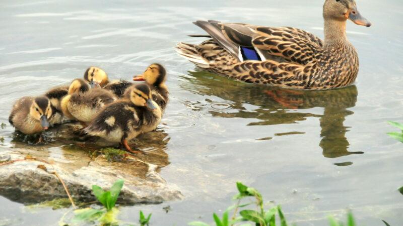 Mallard Numbers Are Up This Year, Plus Duck Hunters Might See a 3-Pintail Limit Next Season