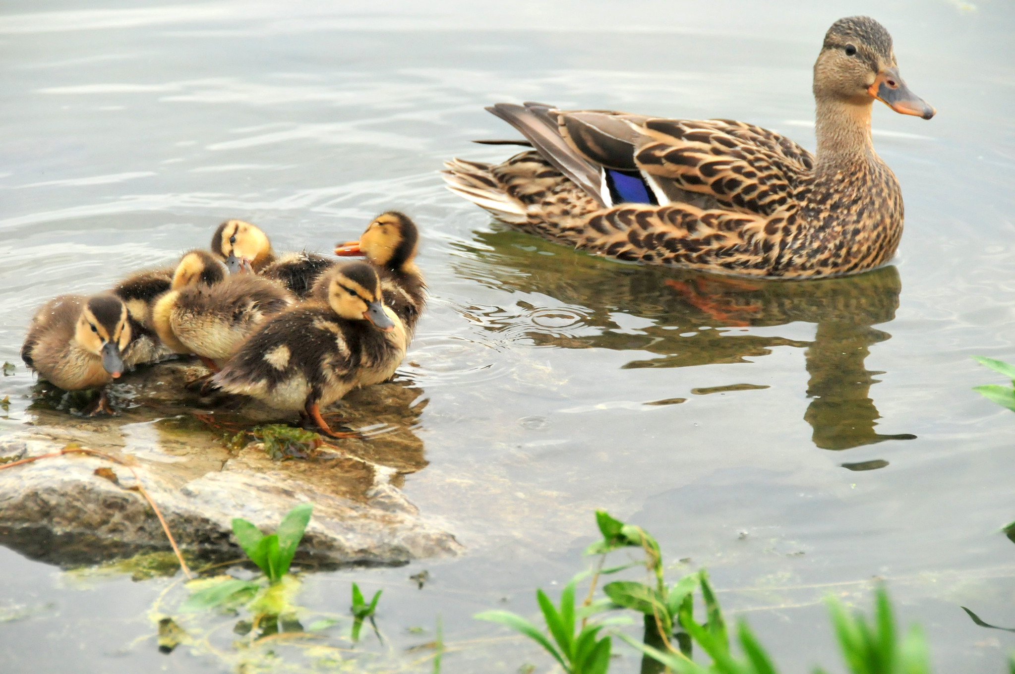 Mallard hen with brood