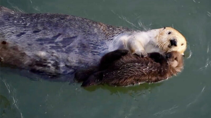 Mama Otter Cuddles Her Baby, And It’s the Cutest Thing Ever