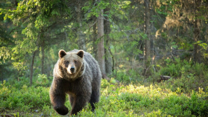 Man Got Shot While Being Attacked by a Bear in Alaska