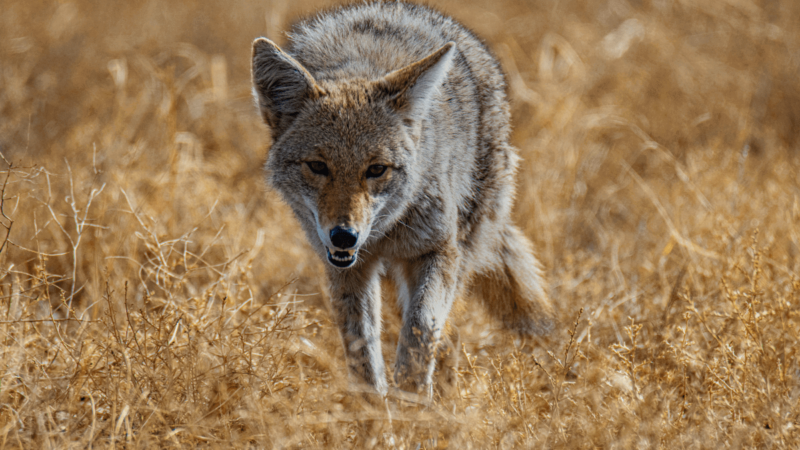 Man Stabs Coyote to Save His Dog—Hear the Terrifying 911 Call