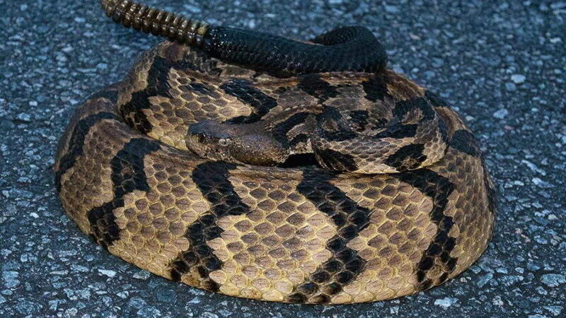 Man Tries to Help Rare Timber Rattlesnake, Ends up in a Coma