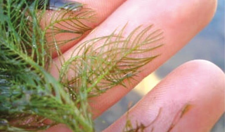 Management planned for Eurasian watermilfoil found at Iowa’s Clear Lake – Outdoor News