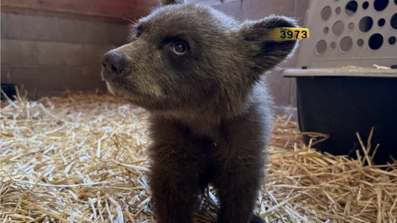 Meet an Orphaned Black Bear Cub Rescued From Yosemite