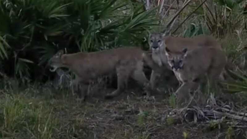 Meet Broketail the Florida Panther, ‘Everyone’s Favorite Warrior Cat’