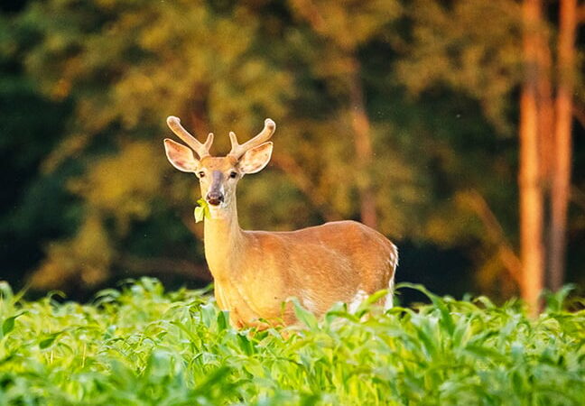 Michigan DNR says EHD found in St. Joseph County deer, more cases expected – Outdoor News