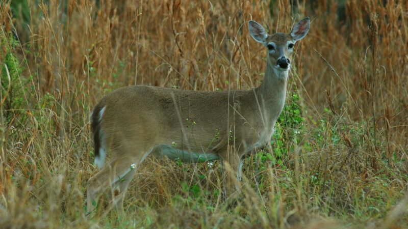 Michigan Makes Youth Hunt and Opportunities for Disabled Hunters Antlerless Only, Faces Heavy Backlash