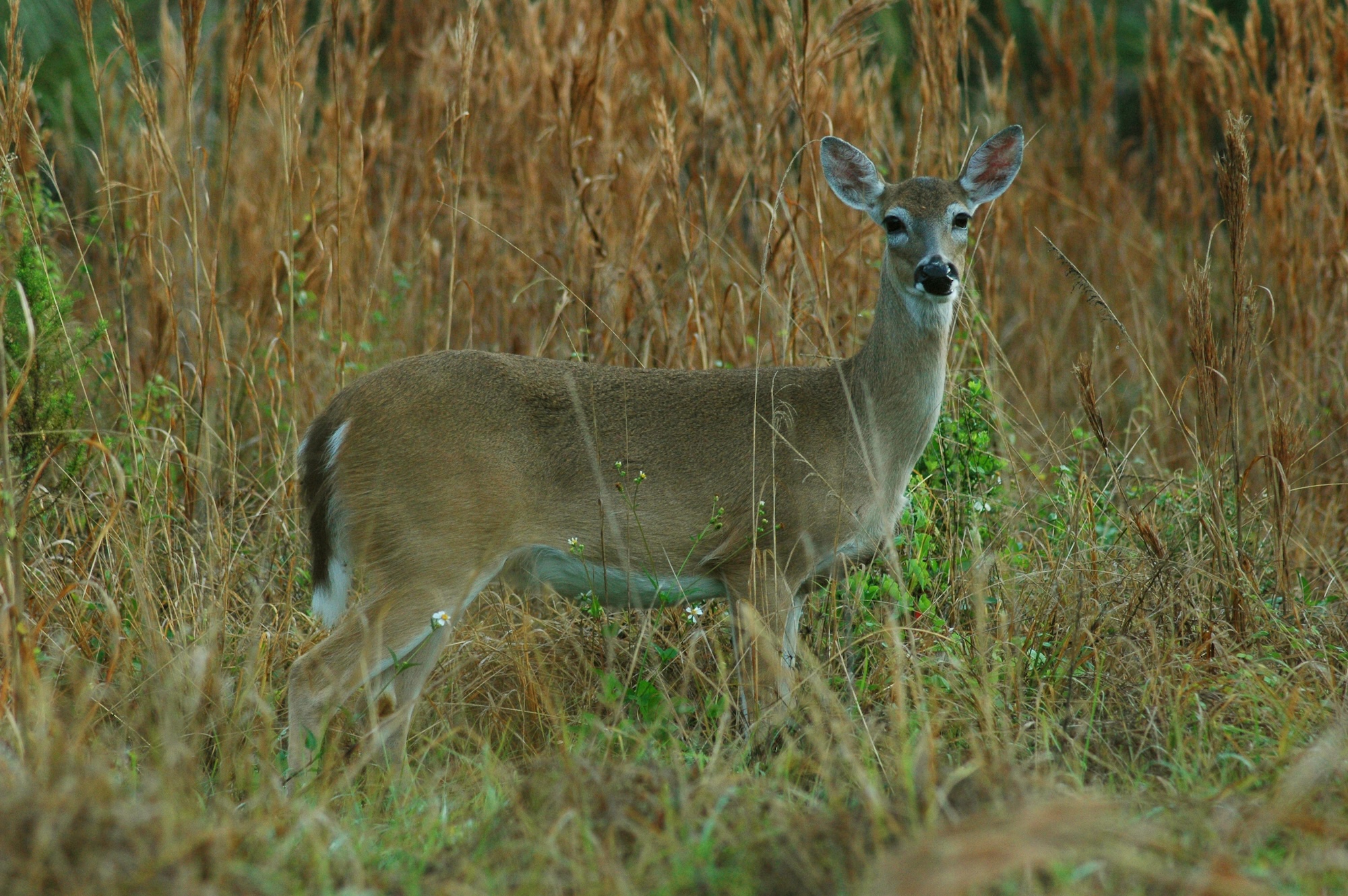 A whitetail doe in habitat.