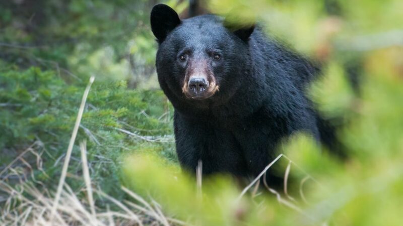 Minnesota bears are consumed by eating in the fall in quest to put on incredible weight – Outdoor News