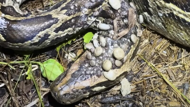 Miserable Python Proves Even Massive Snakes Hate Ticks