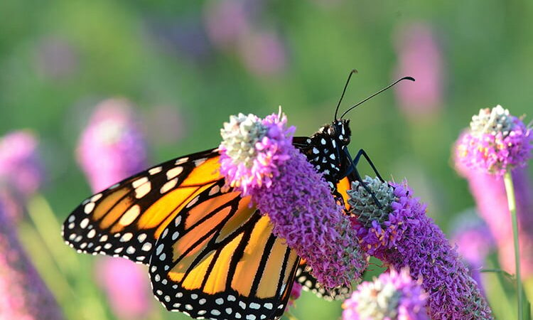 Monarch Coalition adds to pocket garden near Hackmatack National Wildlife Refuge in Illinois – Outdoor News