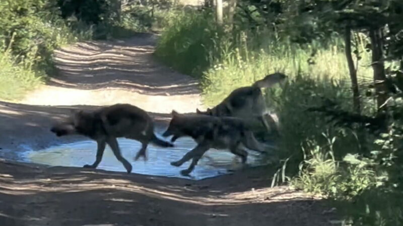 New Wolf Cubs Filmed in Colorado After Species’ Reintroduction