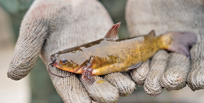 North Dakota studying ways to lower bullhead populations – Outdoor News