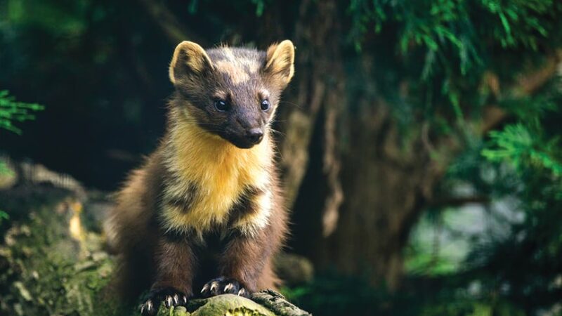 Notes off a soiled cuff: All quiet on campaign to reintroduce pine martens in Pennsylvania – Outdoor News