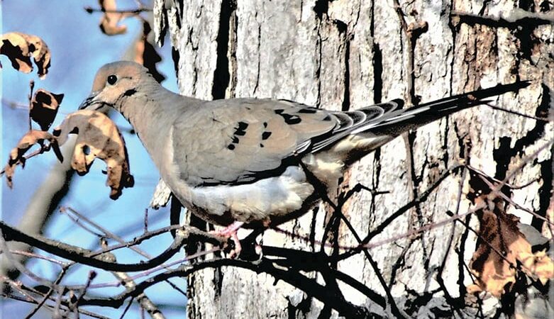 One Minnesota hunter’s favorite fowl is quite a dove story – Outdoor News