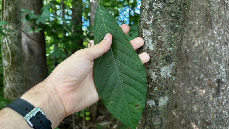 Pawpaw Fruit: Here’s How (and Why) to Forage for Pawpaw This Fall