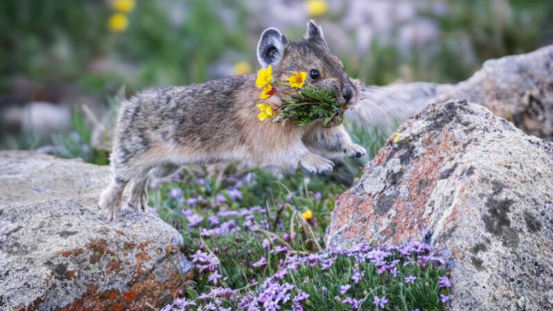 Photog Captures ‘Flying’ Pikas With Tiny Bouquets of Wildflowers