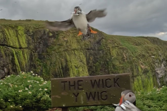 Photog Leaves Camera Rolling and Captures Puffins ‘Comin’ in Hot’