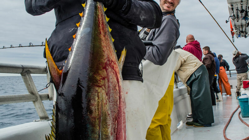 Podcast: The Cheapest Way to Catch Tuna