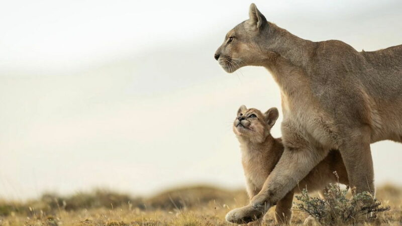 Portraits of a Mountain Lion Mother and Cub Will Take Your Breath Away