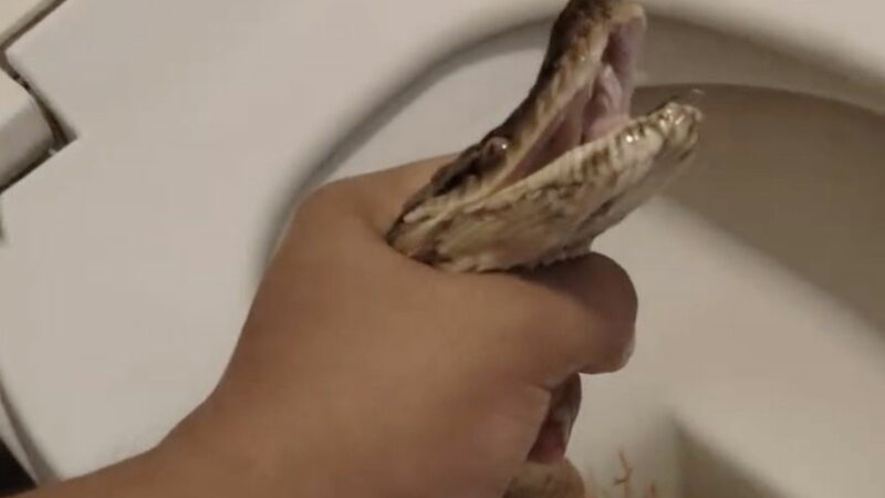 Python Bites Man on the Toilet, Man Beats Snake With Toilet Brush